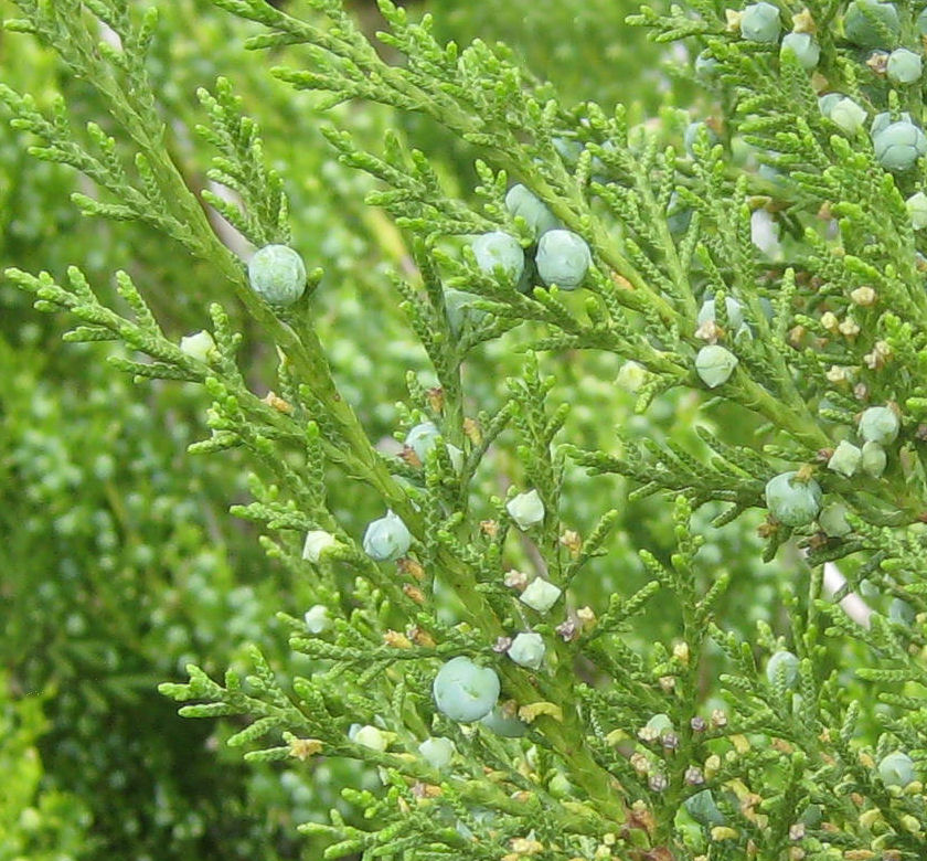 Hetzi Upright Juniper Natorp's Online Plant Store